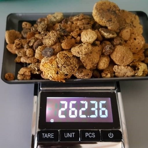 Gold Nuggets in Gunsan